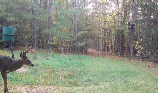November Buck