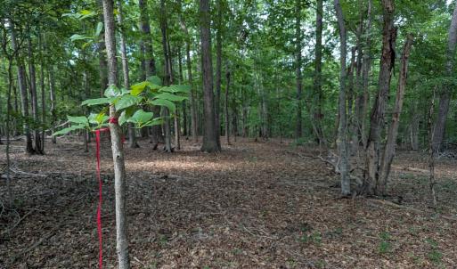 Preliminary septic area