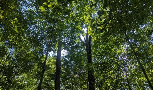 Canopy of large trees