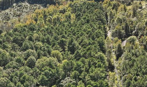 08-008-KarenCalhounRd-Chatham-Parcel-729