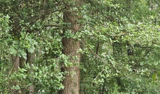 chriscoe.22.7ac.reeder.woods