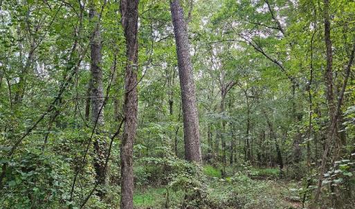 chriscoe.east.tr.woods