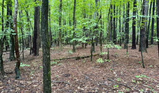 Gentle Topography - Old NC 86