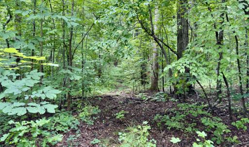 Graded driveway corridor - Old NC 86