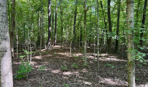 Wooded Portion Flat