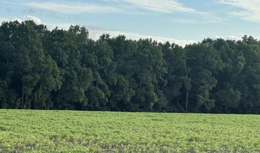 Crops