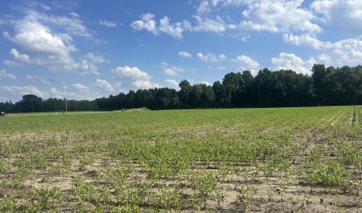 Farm