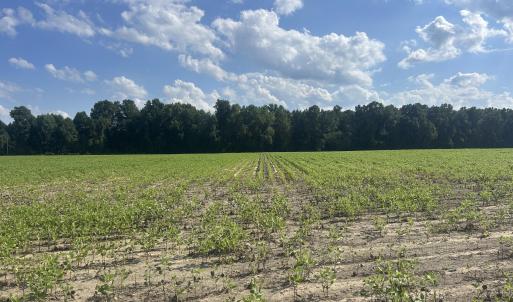 Crops