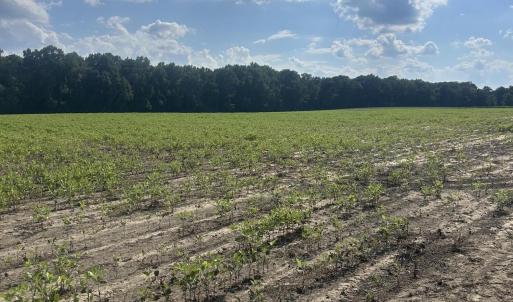 Field