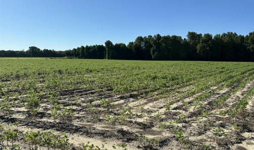 Cleared farm area