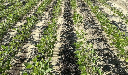Farming crops