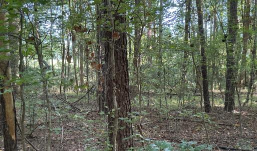 Woods
