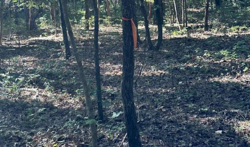 Wooded area