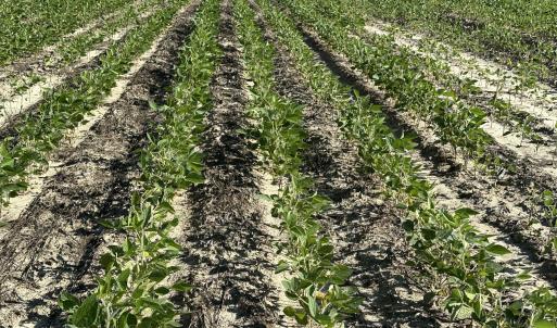 Rows of Crops