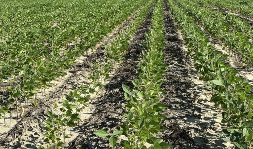 Crops