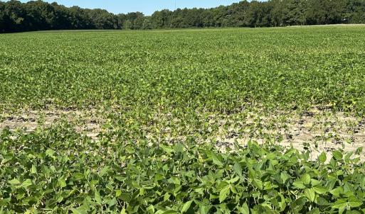 Cleared crop area
