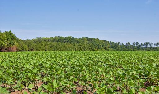 Photo #56 of Nc Highway 33, Tarboro, NC 683.1 acres