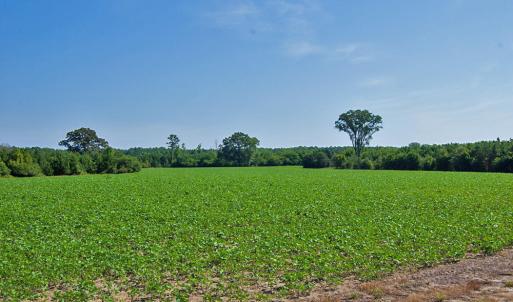 Photo #80 of Nc Highway 33, Tarboro, NC 683.1 acres