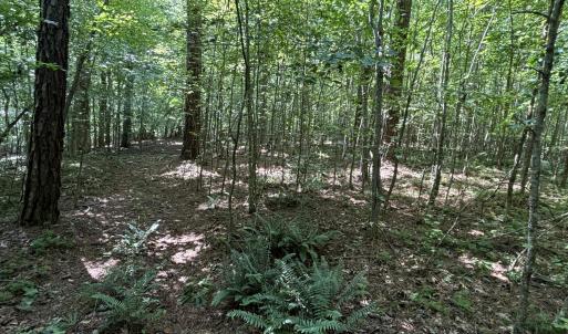 ATV trail 2