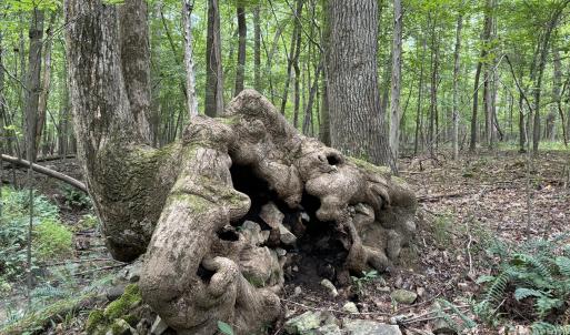 dinasaur tree