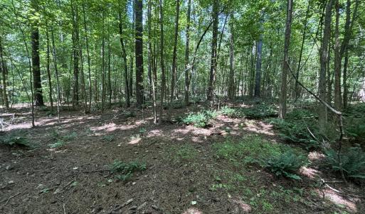summer woods