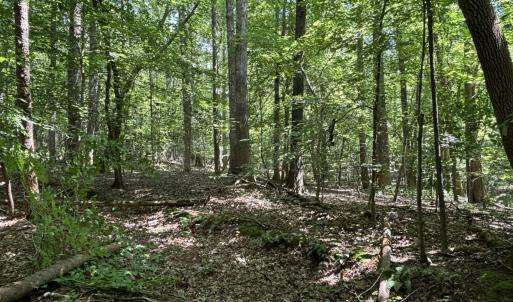 woods summer