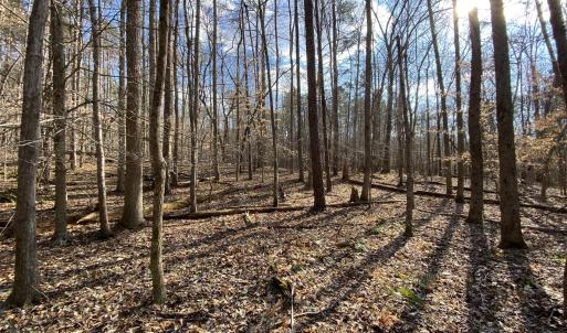 winter woods 2