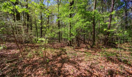 Wooded Lot