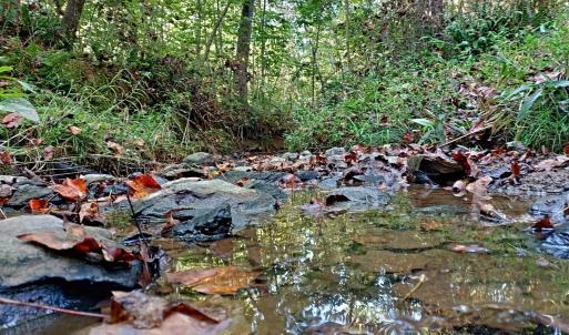 PTM CREEK (1)