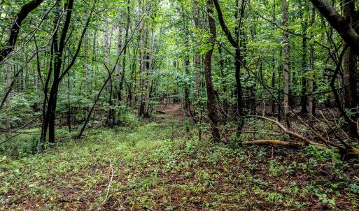 4833-Woods-5