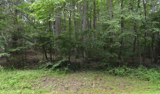 Wooded Area