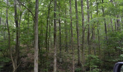 Wooded Area