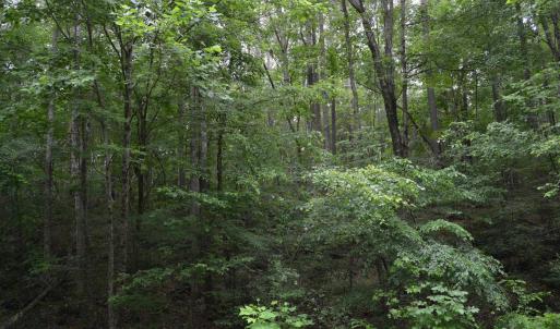 Wooded Area