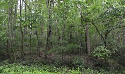 Wooded Area