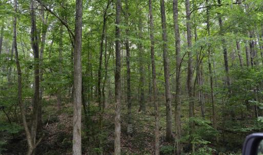 Wooded Area