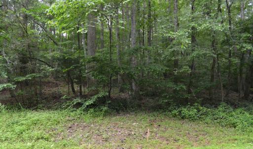 Wooded Area