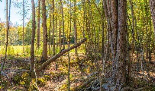 Lovely creek runs through property