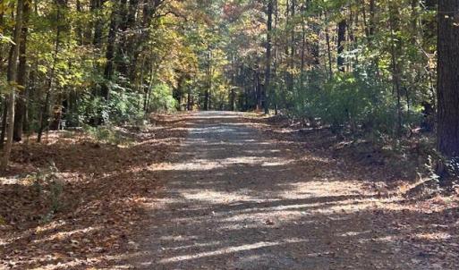 Anolis (private gravel rd)