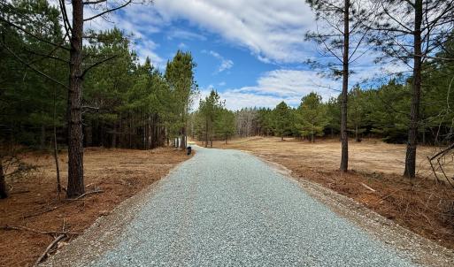 Wolf Tree Way