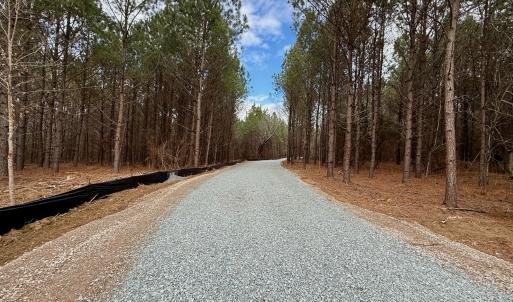 Wolf Tree Way
