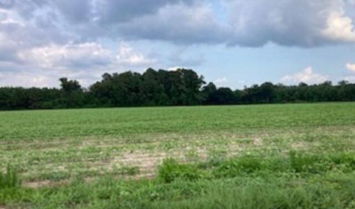 Waycross Farmland 2
