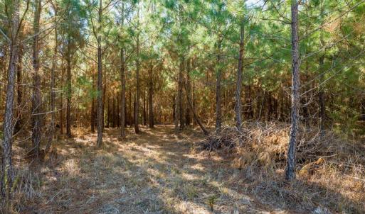 11-011-WillBrownRd-Chatham-Parcel-997-63