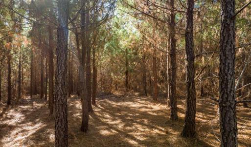 12-012-WillBrownRd-Chatham-Parcel-997-63