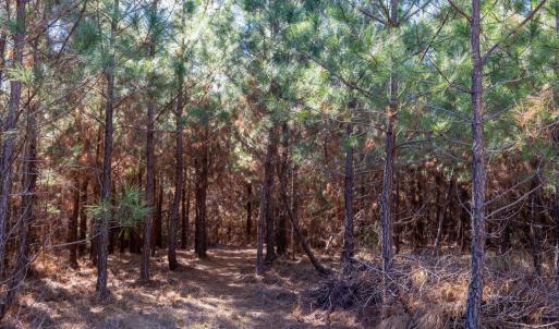 13-013-WillBrownRd-Chatham-Parcel-997-63