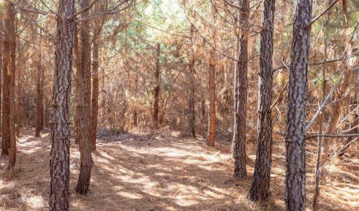 17-017-WillBrownRd-Chatham-Parcel-997-63