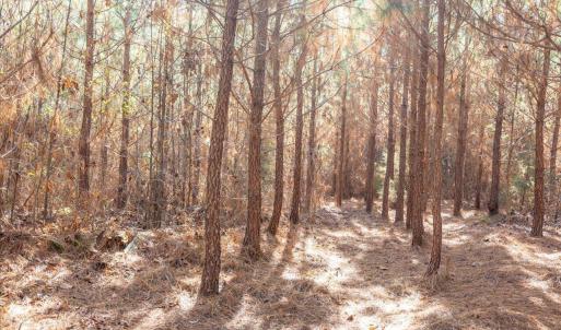 18-018-WillBrownRd-Chatham-Parcel-997-63