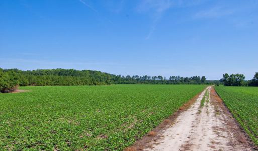 Photo #14 of 1 Nc Highway 33, Tarboro, NC 278.8 acres