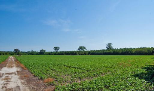 Photo #13 of 1 Nc Highway 33, Tarboro, NC 278.8 acres