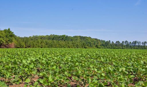 Photo #31 of 1 Nc Highway 33, Tarboro, NC 278.8 acres