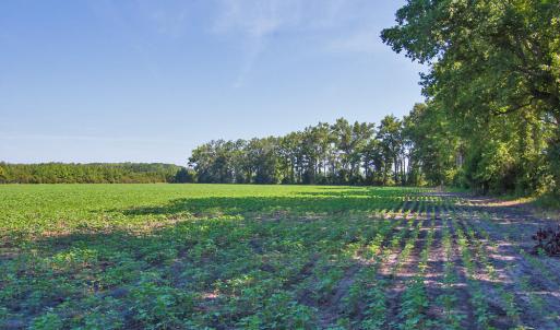 Photo #39 of 1 Nc Highway 33, Tarboro, NC 278.8 acres